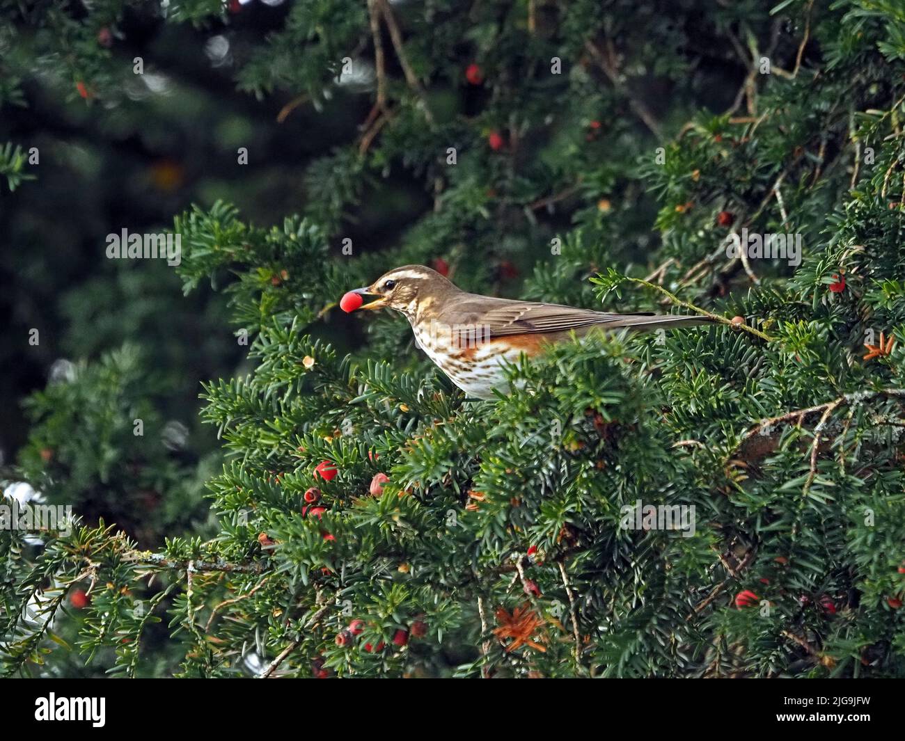 Redwing (Turdus iliacus) a migrant Winter thrush in UK feeding on berries of churchyard Yew tree (Taxus baccata) Cumbria, England Stock Photo