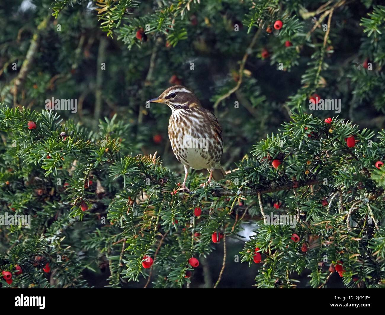 Redwing (Turdus iliacus) a migrant Winter thrush in UK feeding on berries of churchyard Yew tree (Taxus baccata) Cumbria, England Stock Photo