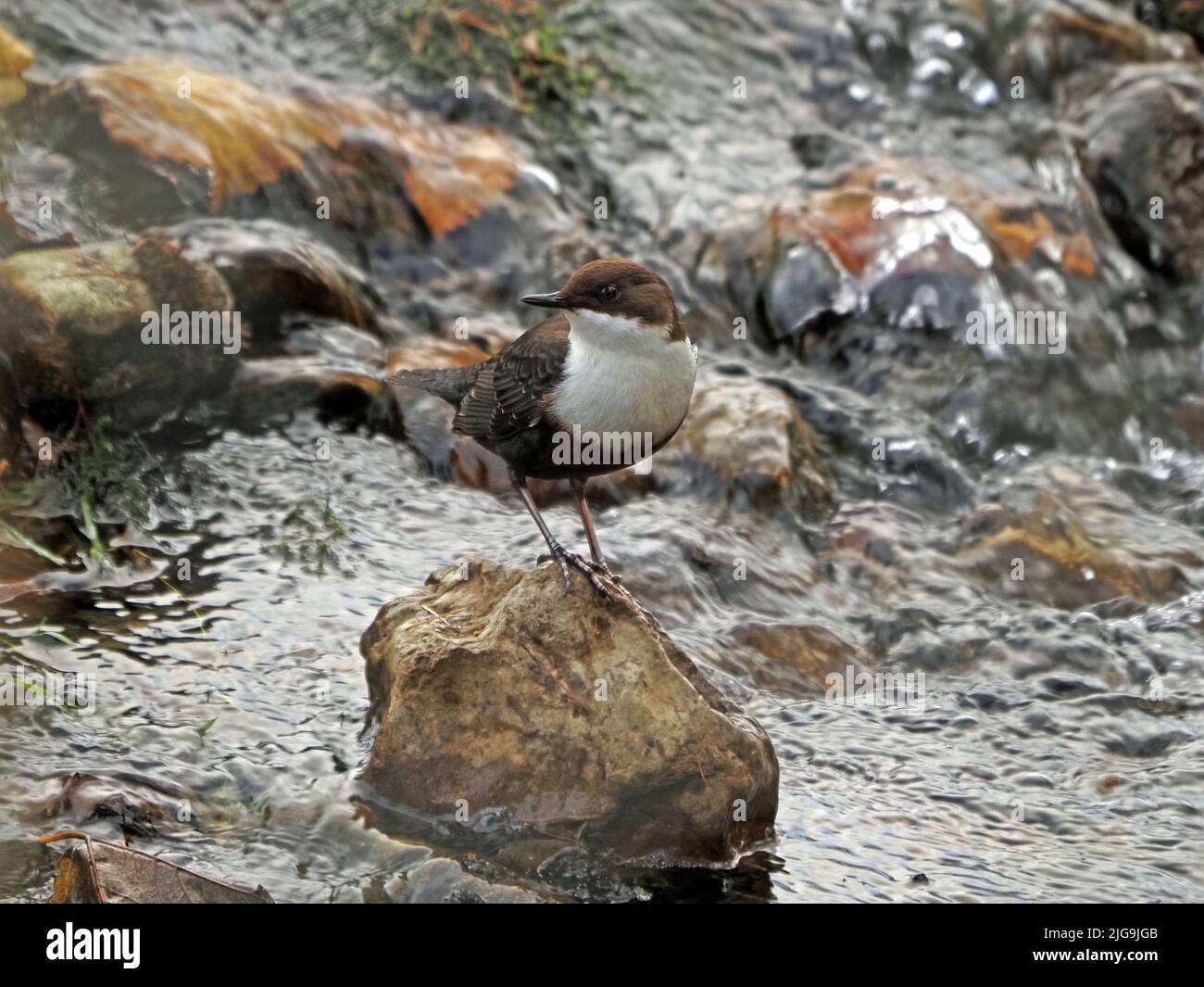 European Dipper ( Cinclus cinclus) perched on stone in rushing water of upland stream in Cumbria, England, UK Stock Photo