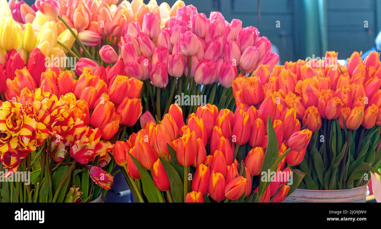 Bunches of Tulips in Pike Place Market Stock Photo