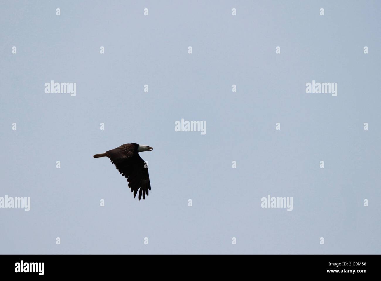 Bald Eagle Flying Home Stock Photo - Alamy