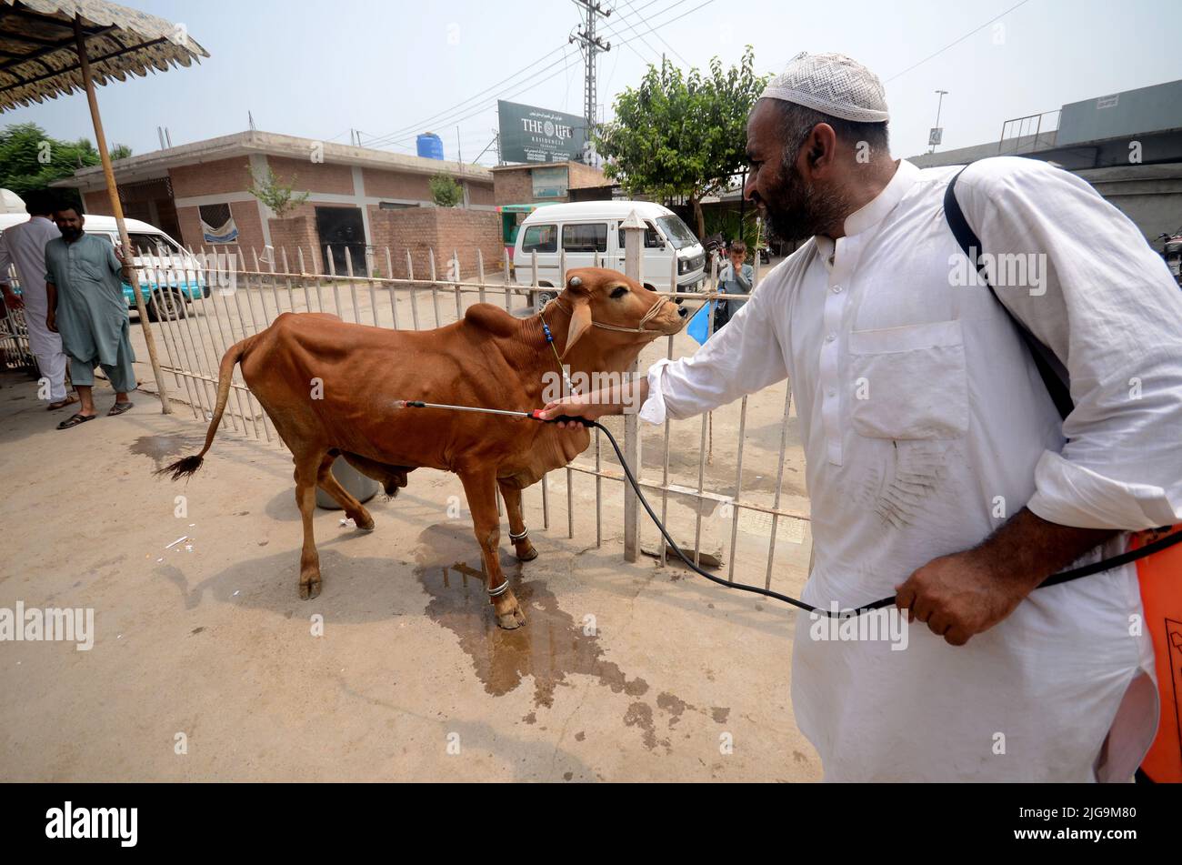 July 6, 2022, Peshawar, Khyber Pakhtunkhwa, Pakistan: PESHAWAR, PAKISTAN 6 JULY: The number of lumpy skin disease cases has crossed the 10,000 mark in Khyber Pakhtunkhwa after 1,238 more cases were reported in a single day, a report of the livestock department said at Kala Mandi G.T Road Peshawar Pakistan on Wednesday, 6 July 2022.A veterinary worker is spraying on the sacrificial animals against Lumpy Skin Disease and Congo fever as people are buying cattle for sacrifice in connection with Eid-ul-Azha at Veterinary Hospital at Chargano Chowk in Peshawar Pakistan Friday, 8 July 2022. (Credit Stock Photo