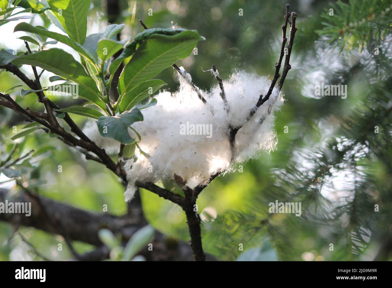 Black cottonwood trees in Juneau, Alaska, USA Stock Photo Alamy