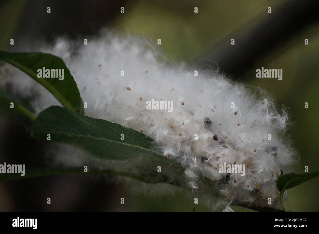 Black cottonwood trees in Juneau, Alaska, USA Stock Photo Alamy