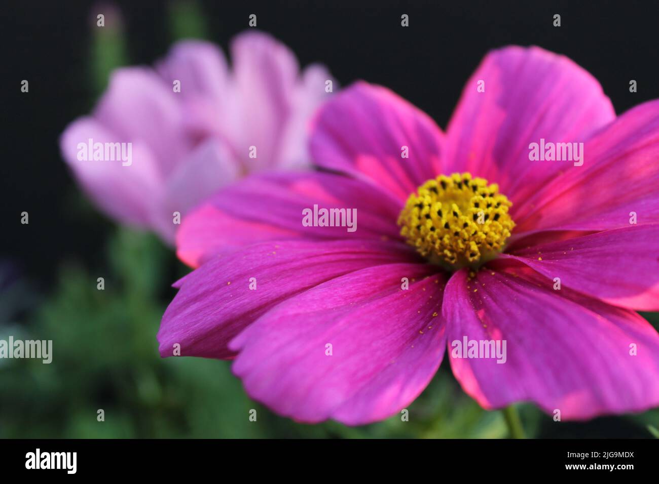 Wildflowers in bloom in Juneau, Alaska, USA Stock Photo Alamy