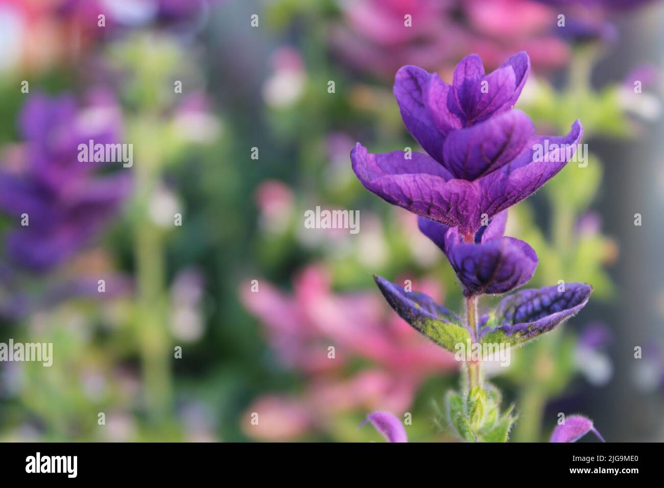 Wildflowers in bloom in Juneau, Alaska, USA Stock Photo Alamy