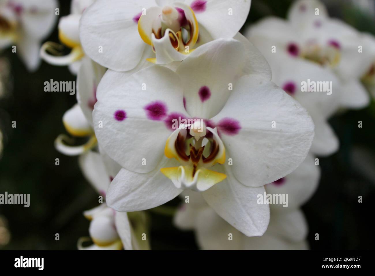 Wildlife on the Biltmore Estate in Asheville, North Carolina, USA Stock Photo