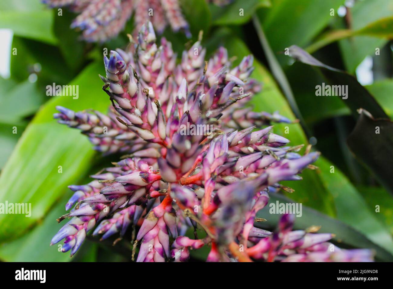 Wildlife on the Biltmore Estate in Asheville, North Carolina, USA Stock Photo