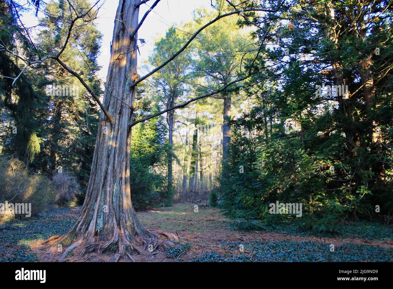 Wildlife on the Biltmore Estate in Asheville, North Carolina, USA Stock Photo