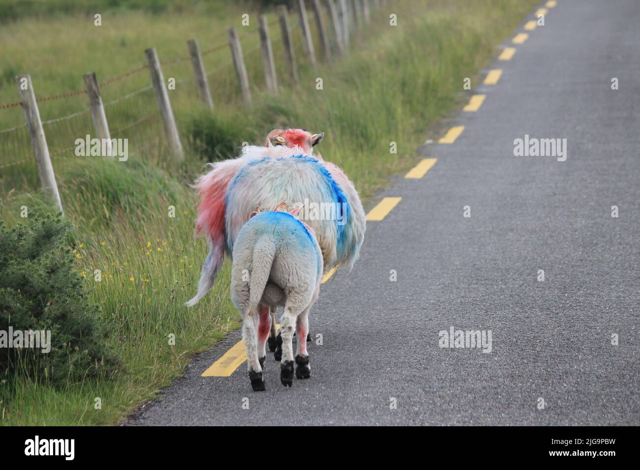 Sheep crossing in rural Ireland Stock Photo