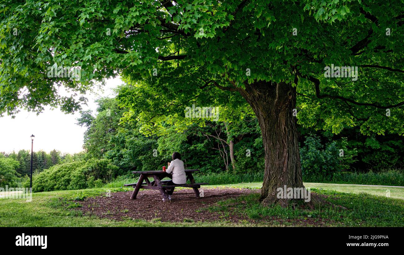 Sitting on a park bench under a big maple tree.  Relaxing with a cup of coffee in a public park in the morning Stock Photo