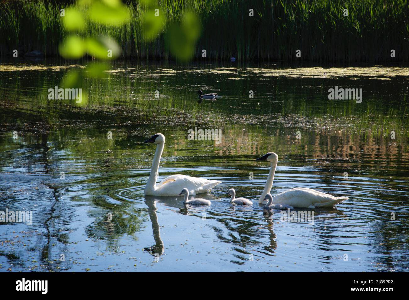 Swans on the lake. Swans with nestlings. Swan with chicks. Mute swan family. Stock Photo