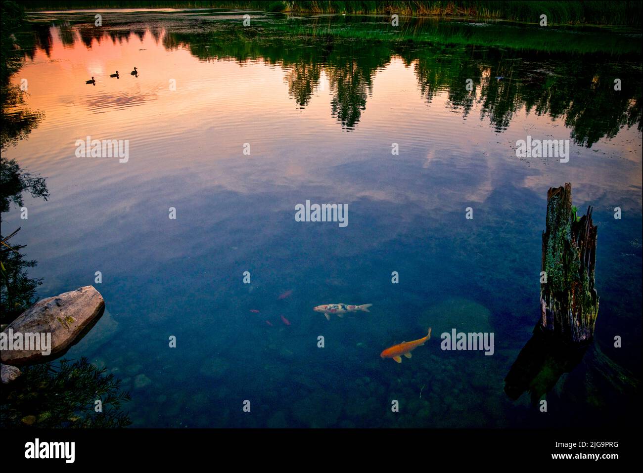 Koi fishes swimming in the pond at twilight Stock Photo