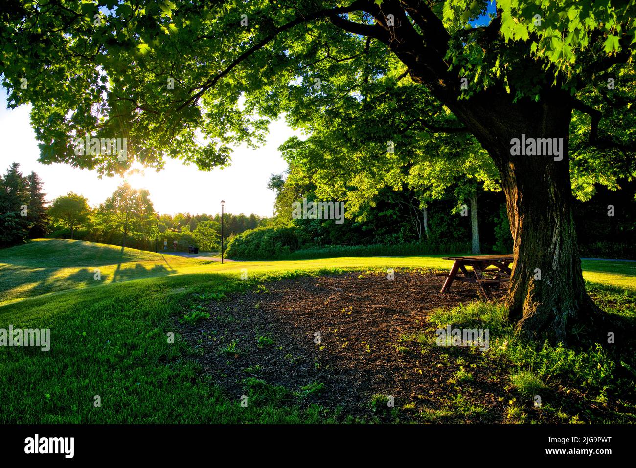 Morning sunlight shines through the maple tree in the park with the park bench Stock Photo