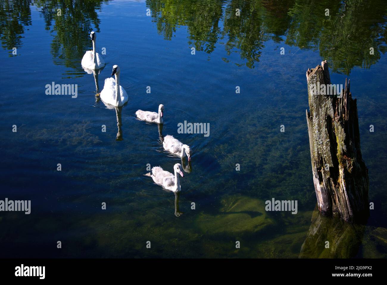 Swan Family, Swan Family Out for a Swim in the lake Stock Photo