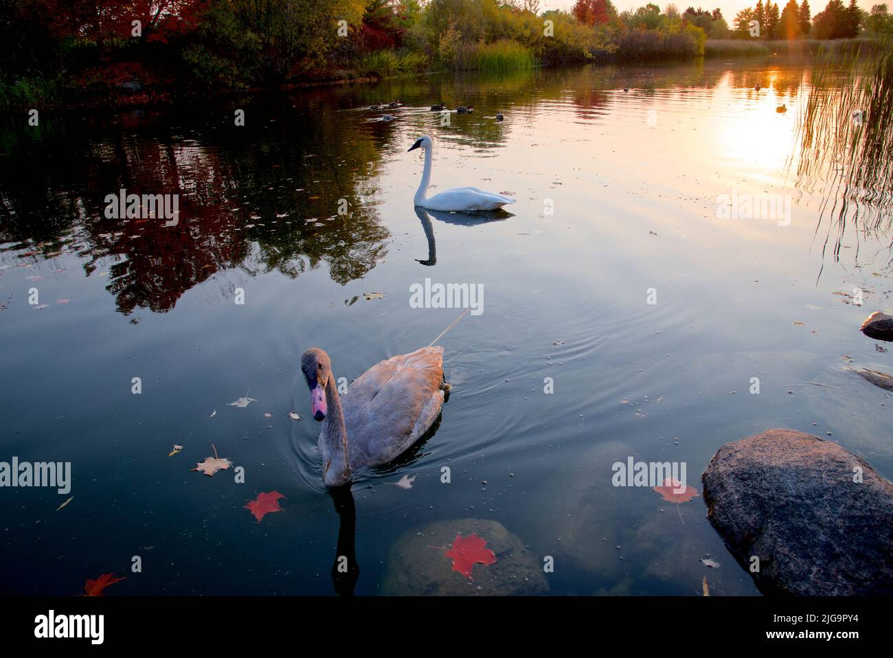 Fall landscape of swans in the pond of the public park at sunset Stock Photo