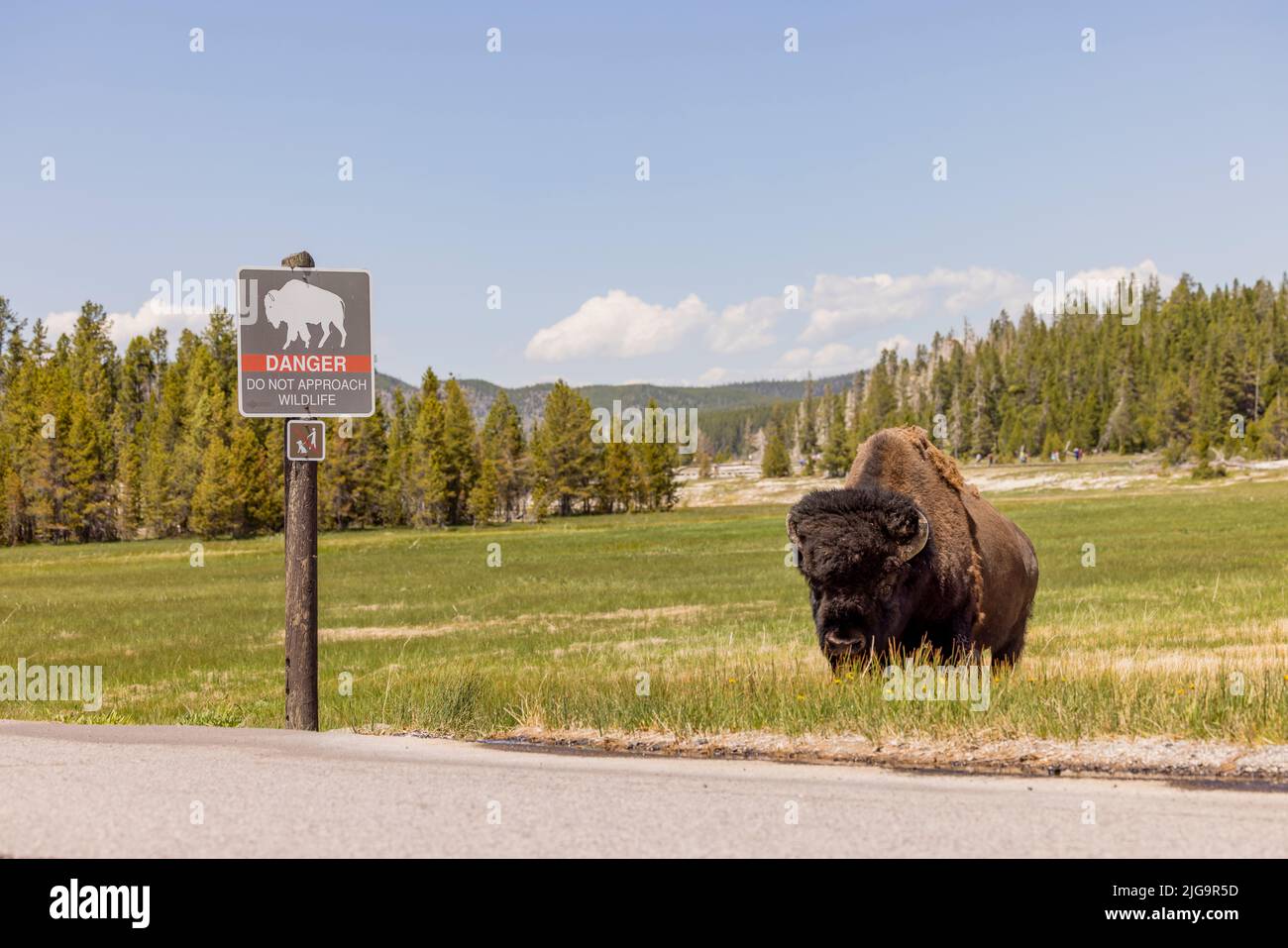 An American Bison approaching a Danger sign warning tourists to not approach the Wild Life. Stock Photo