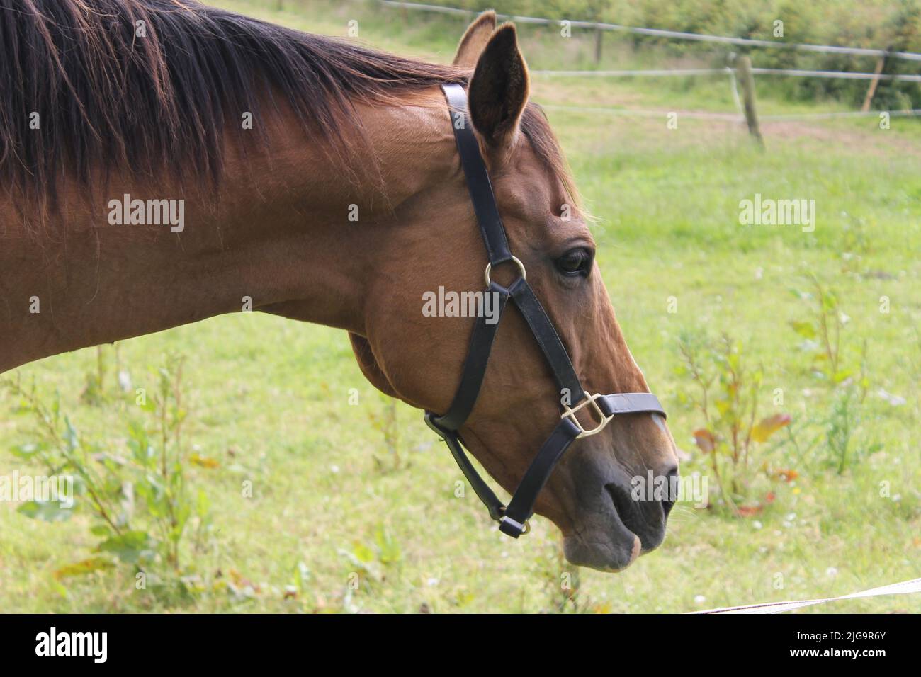 Horses in rural Ireland Stock Photo