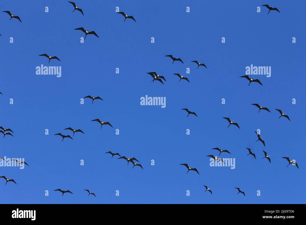Seagulls Circling the Island, Isla Mujeres, Mexico Stock Photo