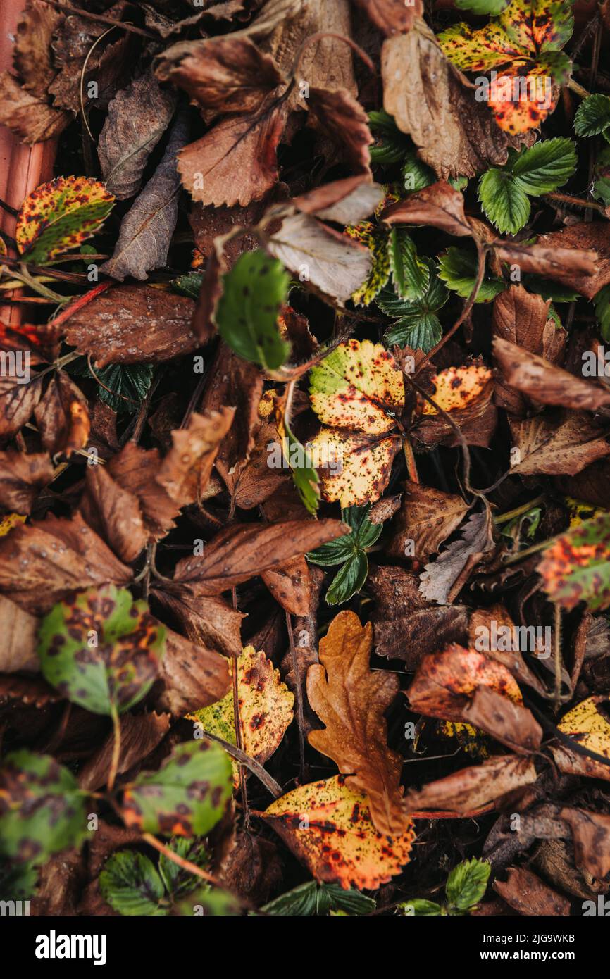 Background of fallen red, orange, yellow and brown leaves. Autumn concept texture. Vertical Stock Photo