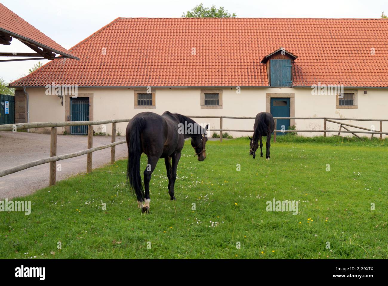 Stable Germany Black horses grazing on a green lawn, on background of stables building ...