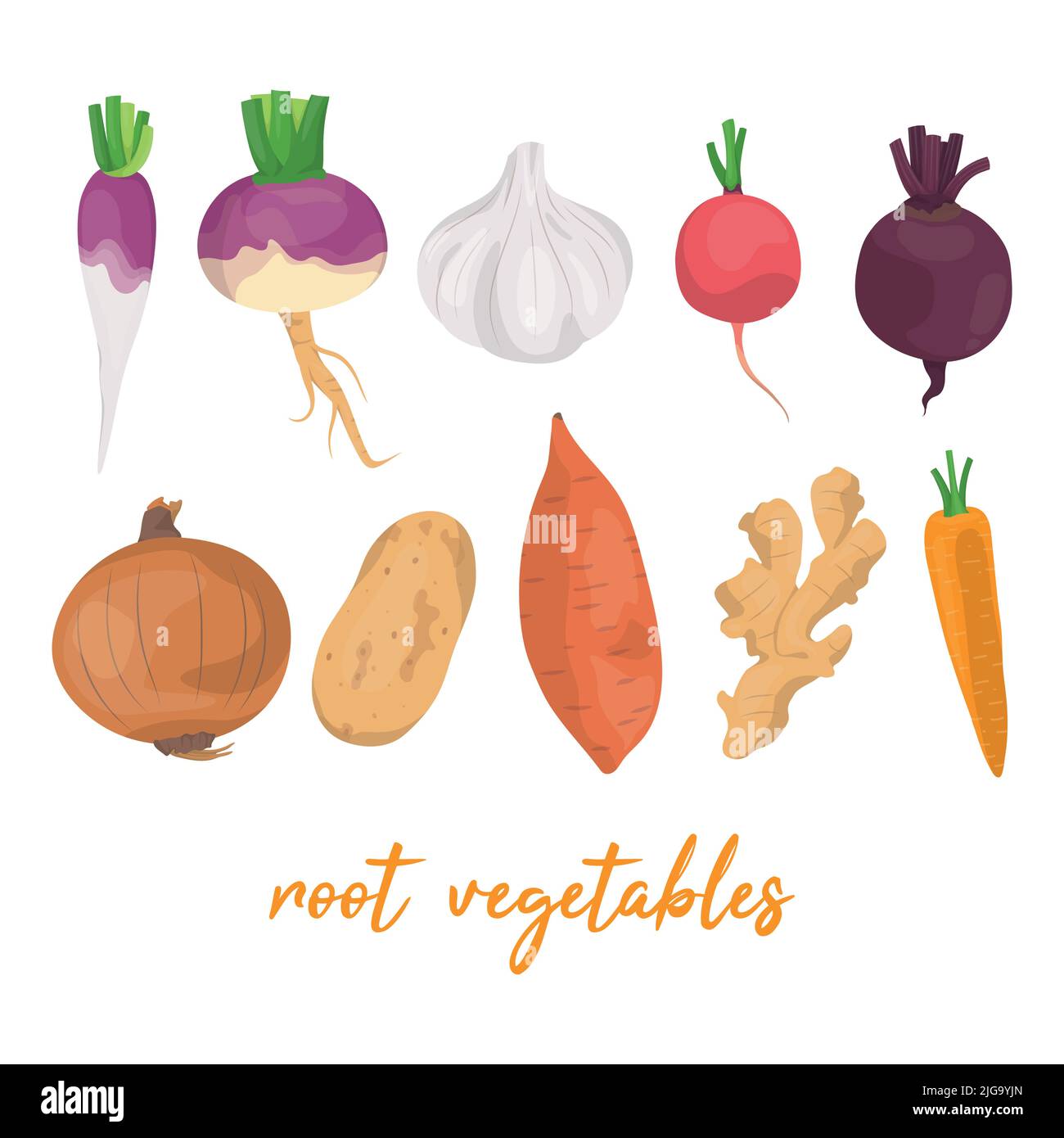 Collection of various hand drawn, colorful root vegetables, isolated on a white background. Stock Vector