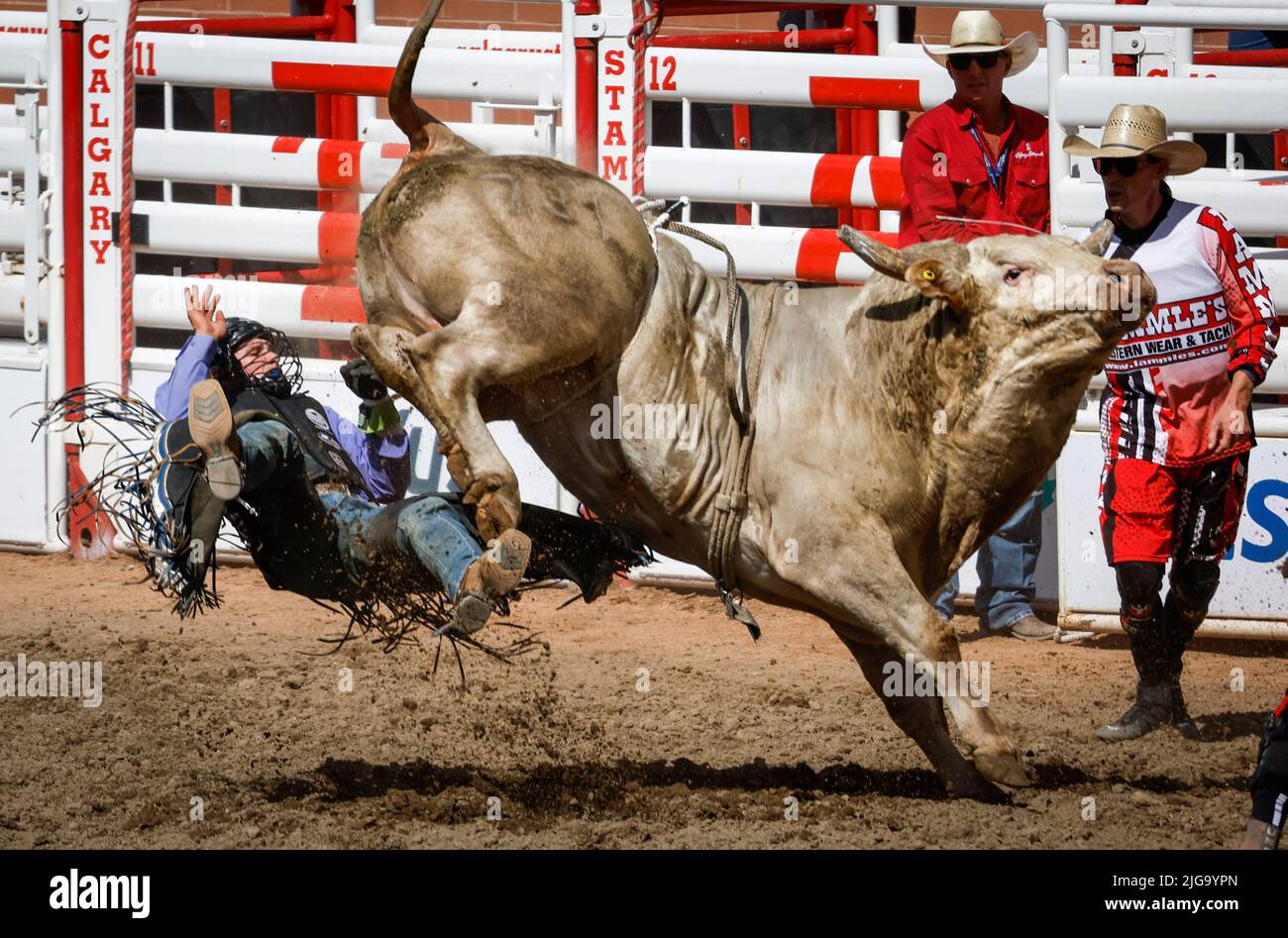 July 8, 2022, Calgary, AB, CANADA: Jared Parsonage, of Maple Creek, Sask., is bucked off during bull riding rodeo action at the Calgary Stampede in Calgary, Alta., Friday, July 8, 2022. (Credit Image: © Jeff Mcintosh/The Canadian Press via ZUMA Press) Stock Photo