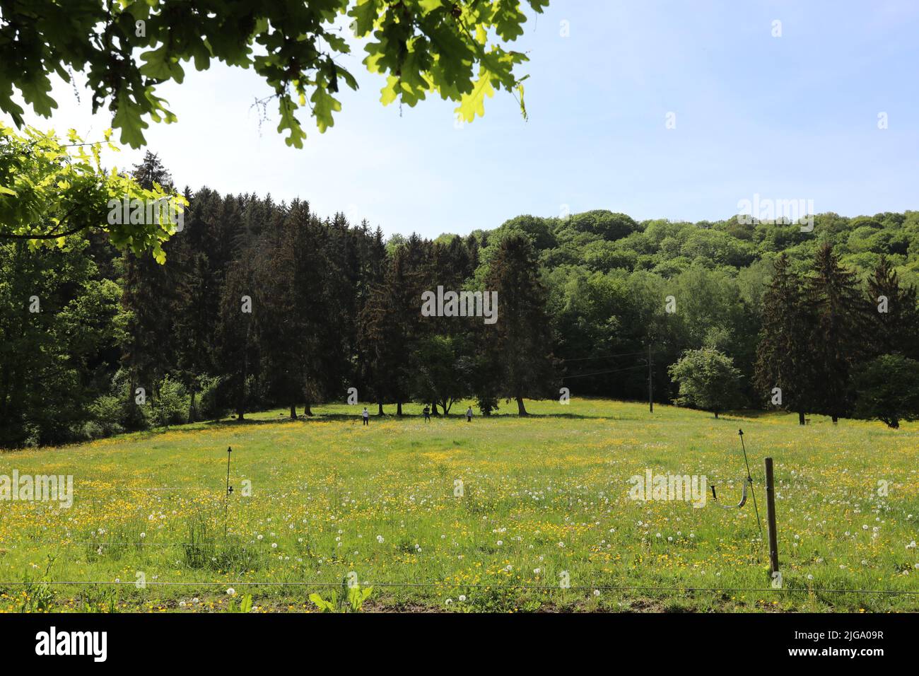 Green land with trees Stock Photo