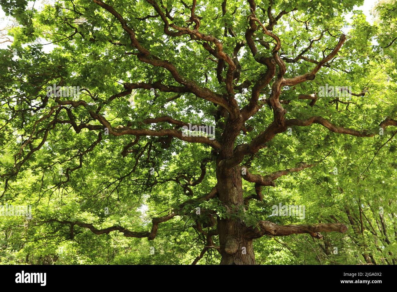 Green big oak tree with huge trunk in the middle of the Pine forest