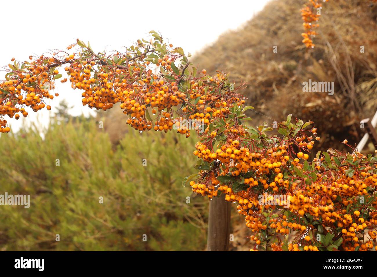 Autumn Yellow Leaves on Blue Sky.  Orange bay fruit Stock Photo