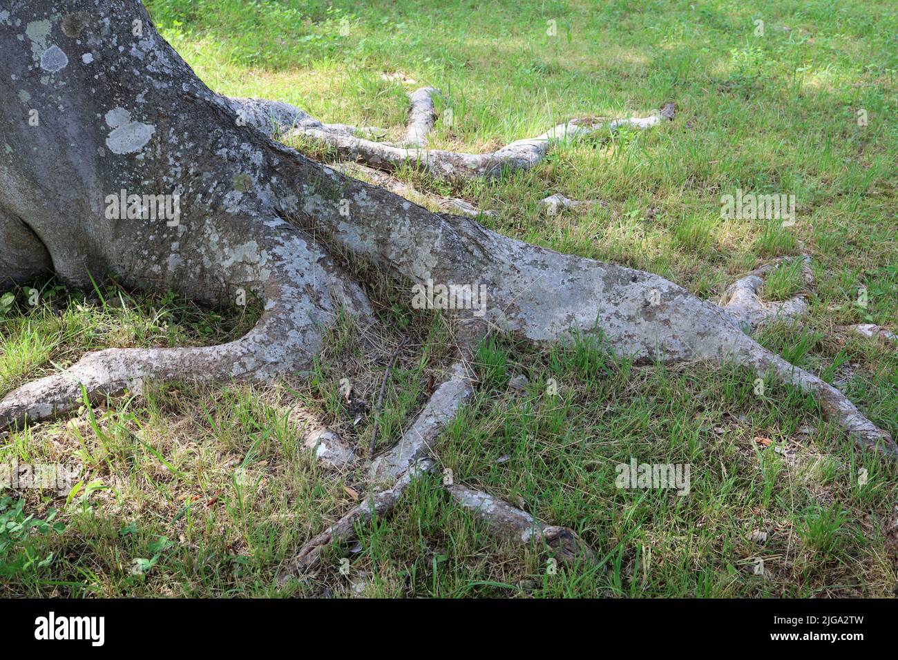 The root of a Japanese summer tree Stock Photo - Alamy