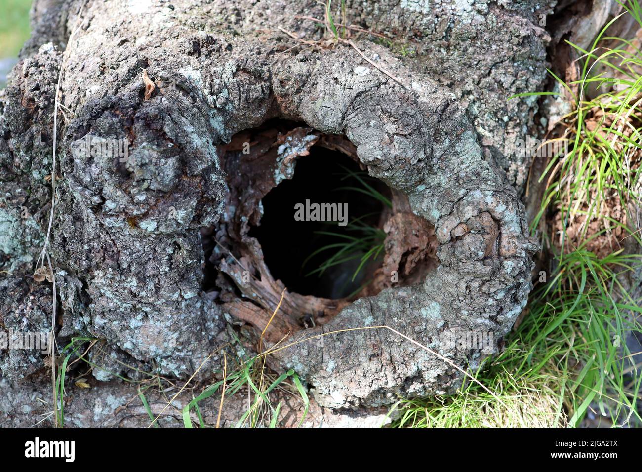 The root of a Japanese summer tree Stock Photo - Alamy