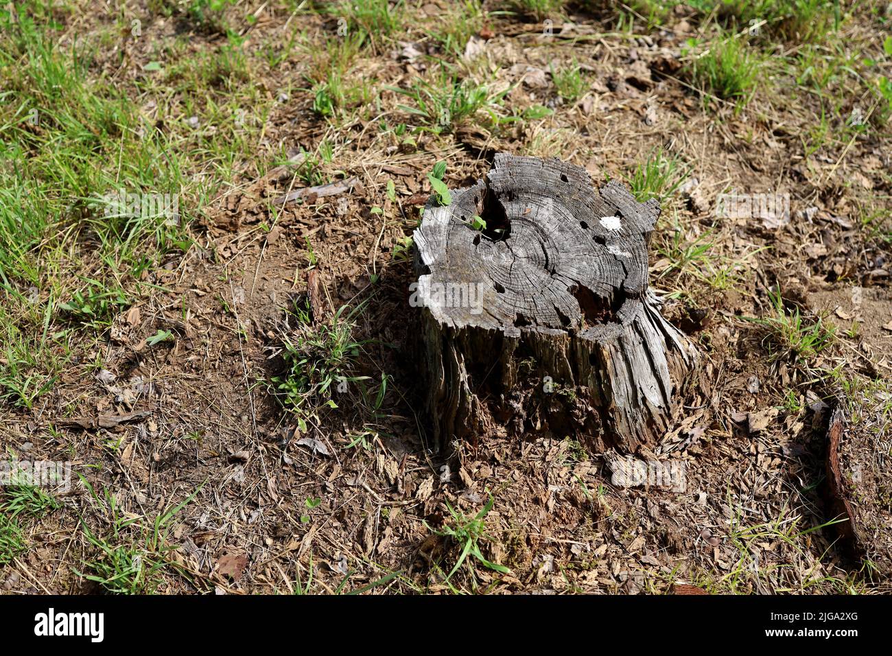 The root of a Japanese summer tree Stock Photo - Alamy