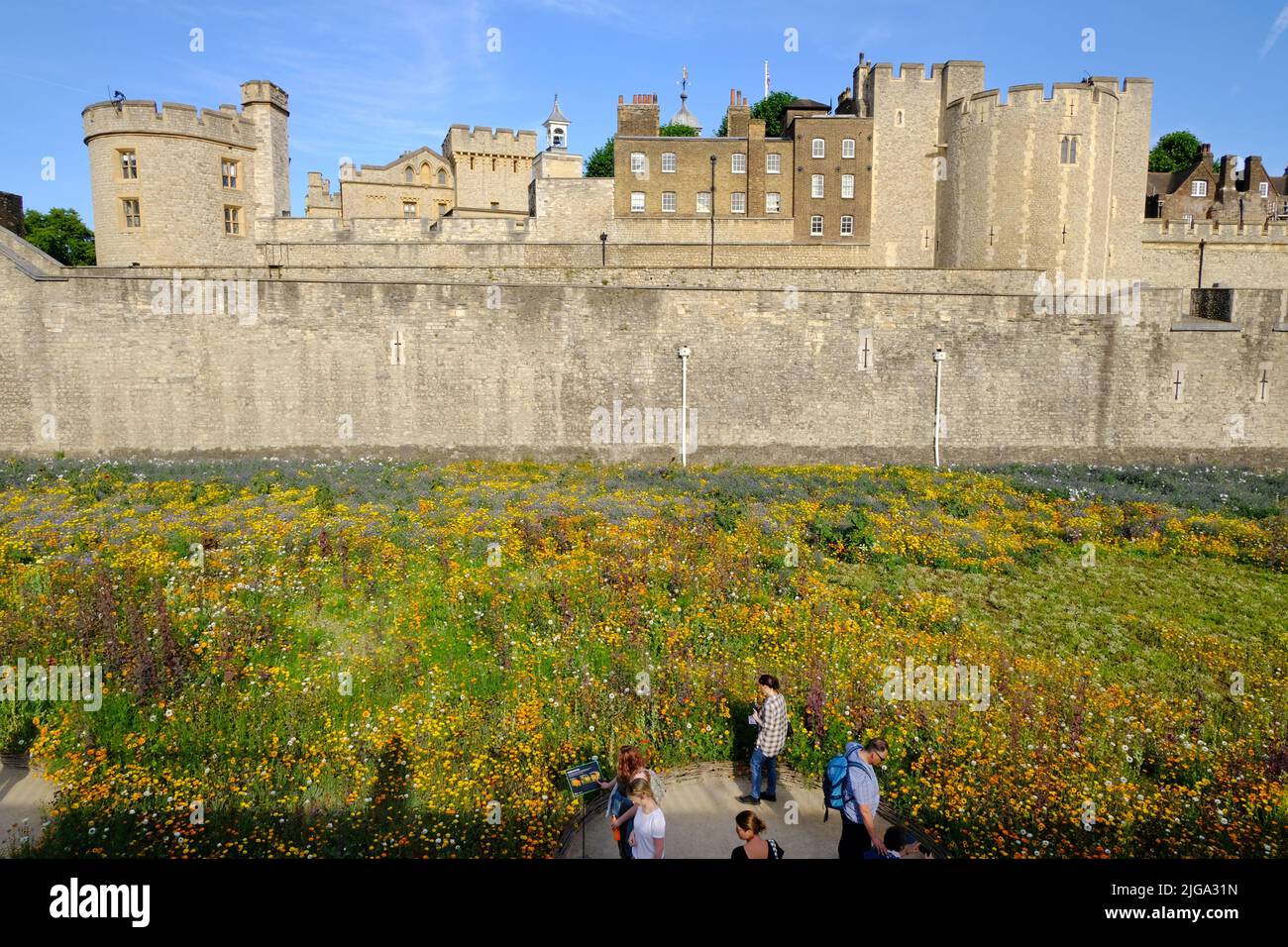 London, UK. 8th July, 2022. Visitors enjoy the beautiful 'Superbloom' floral display as the recent hot and sunny weather has enabled the initially struggling plants to flourish in the Tower of London's moat. Over 20 million seeds were sown to mark the Queen's Platinum Jubilee from a variety of flowering plants, to encourage pollinating insects, with some selected as inspired by the monarch's crown. The displays will evolve through the months, when visitors can expect to see different a range of flowers throughout summer, heading towards autumn. Credit: Eleventh Hour Photography/Alamy Live New Stock Photo
