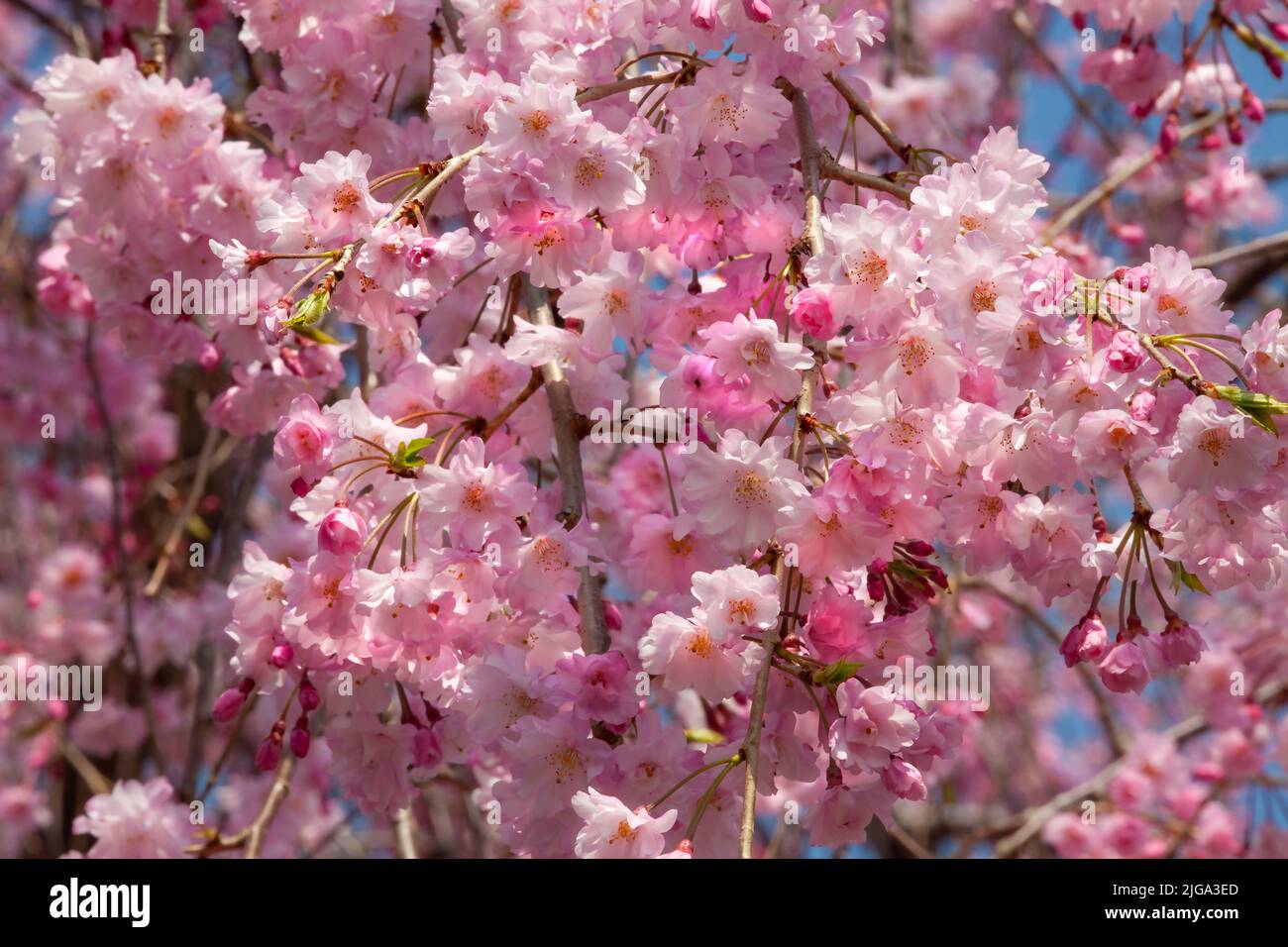 Close up lovely sakura cherry blossoms during spring in Japan Stock Photo