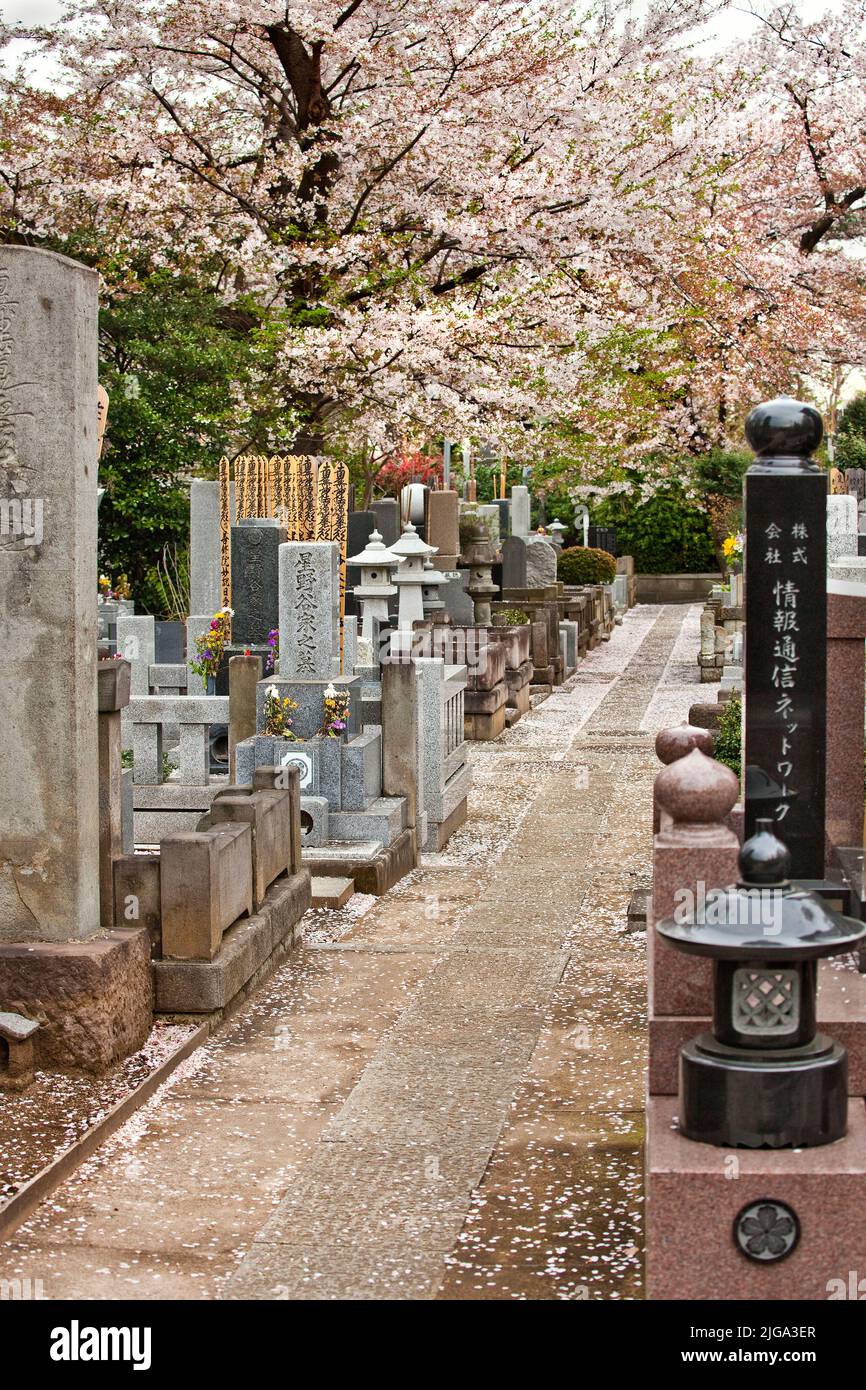 Blooming cherry trees and petals at Honmonji Temple cemetery in Ikegami, Tokyo, Japan Stock Photo