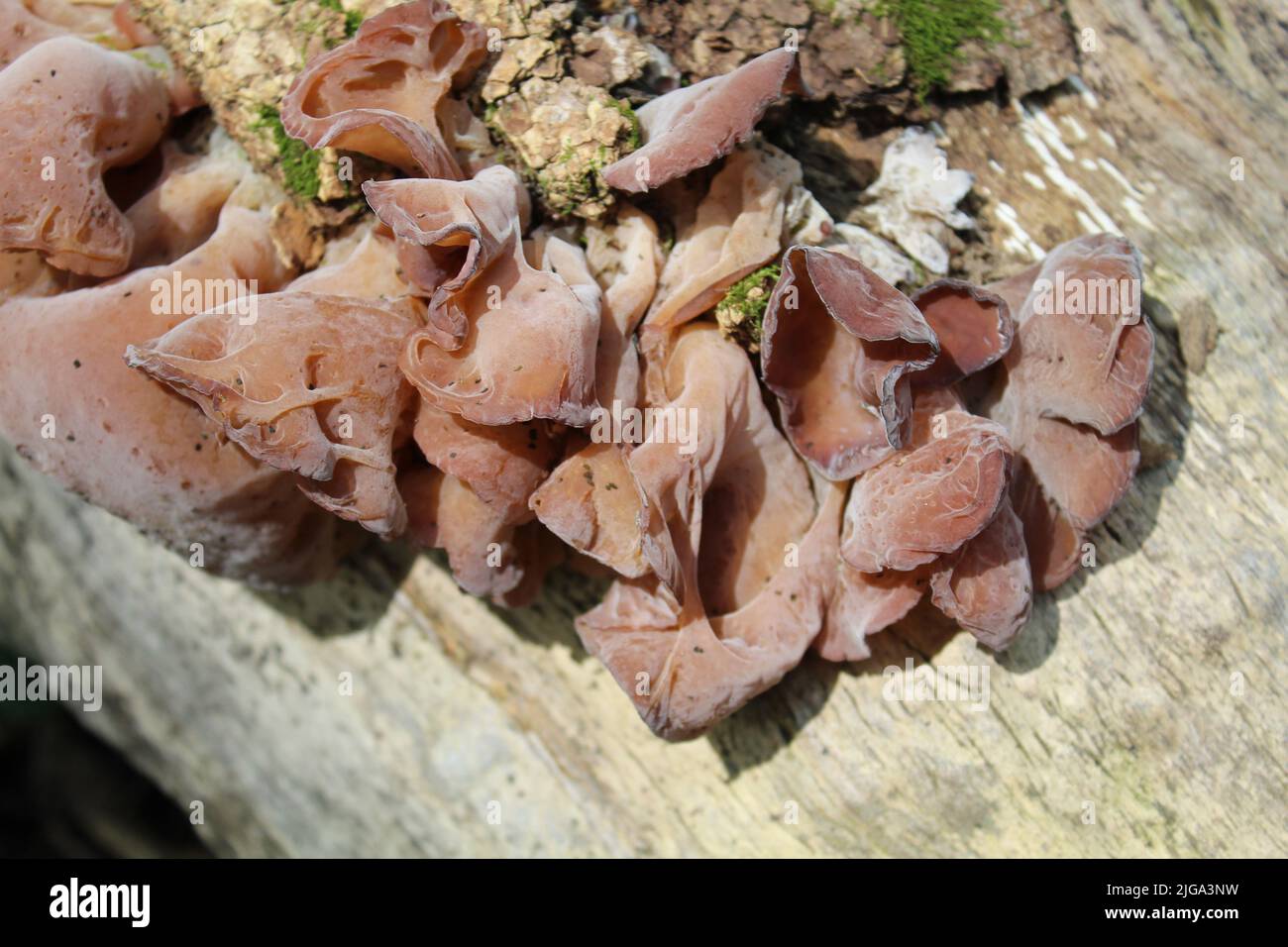 Wood ear mushrooms on a log at Camp Ground Road Woods in Des Plaines, Illinois Stock Photo