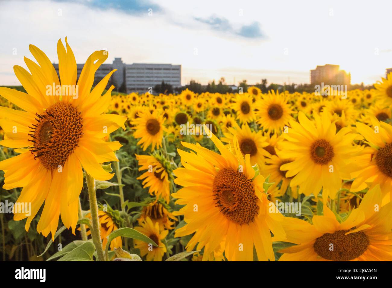 sunflower field over cloudy blue sky and bright sun lights. Stock Photo