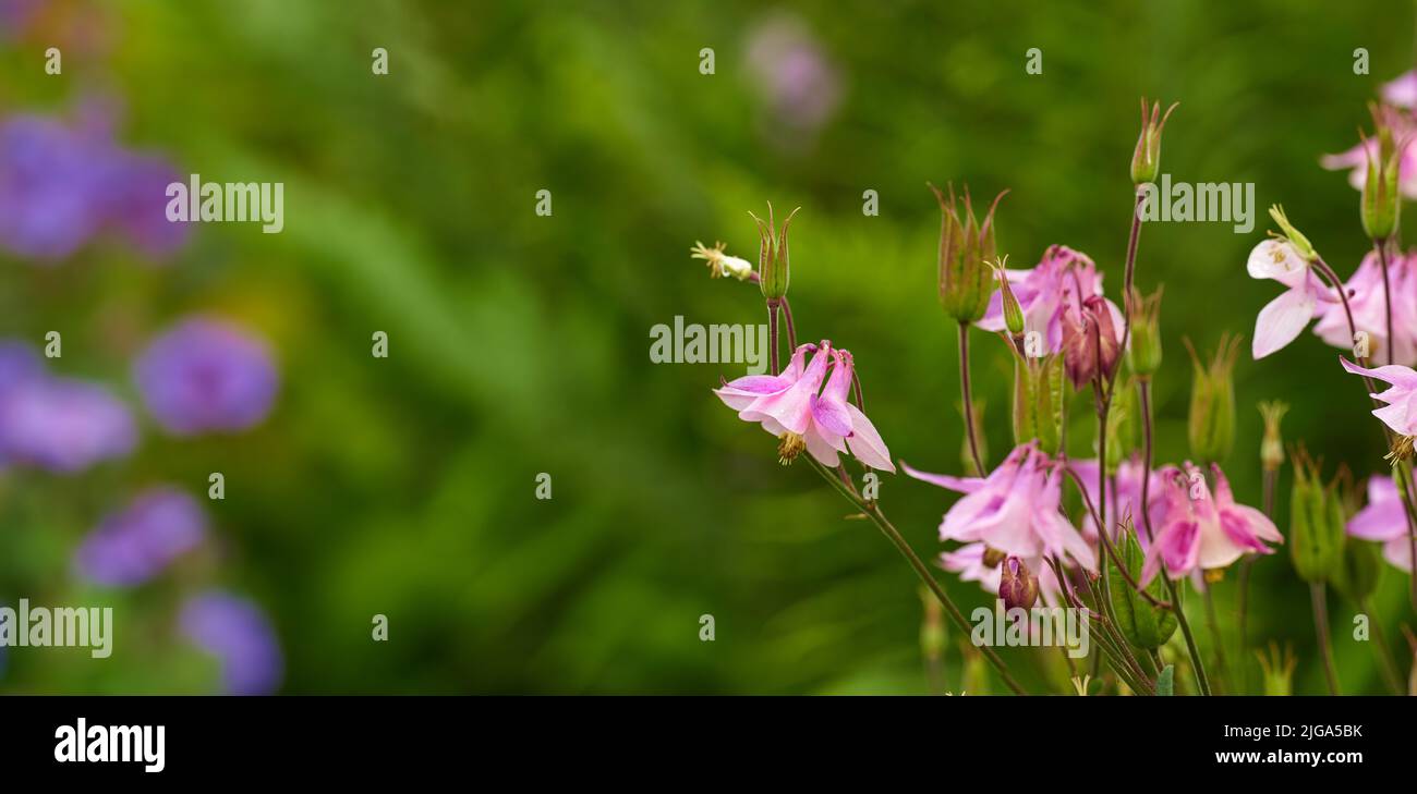Closeup of pink common columbine flowers with bokeh copy space background. Growing aquilegia vulgaris on lush home garden stems. Passionate about Stock Photo
