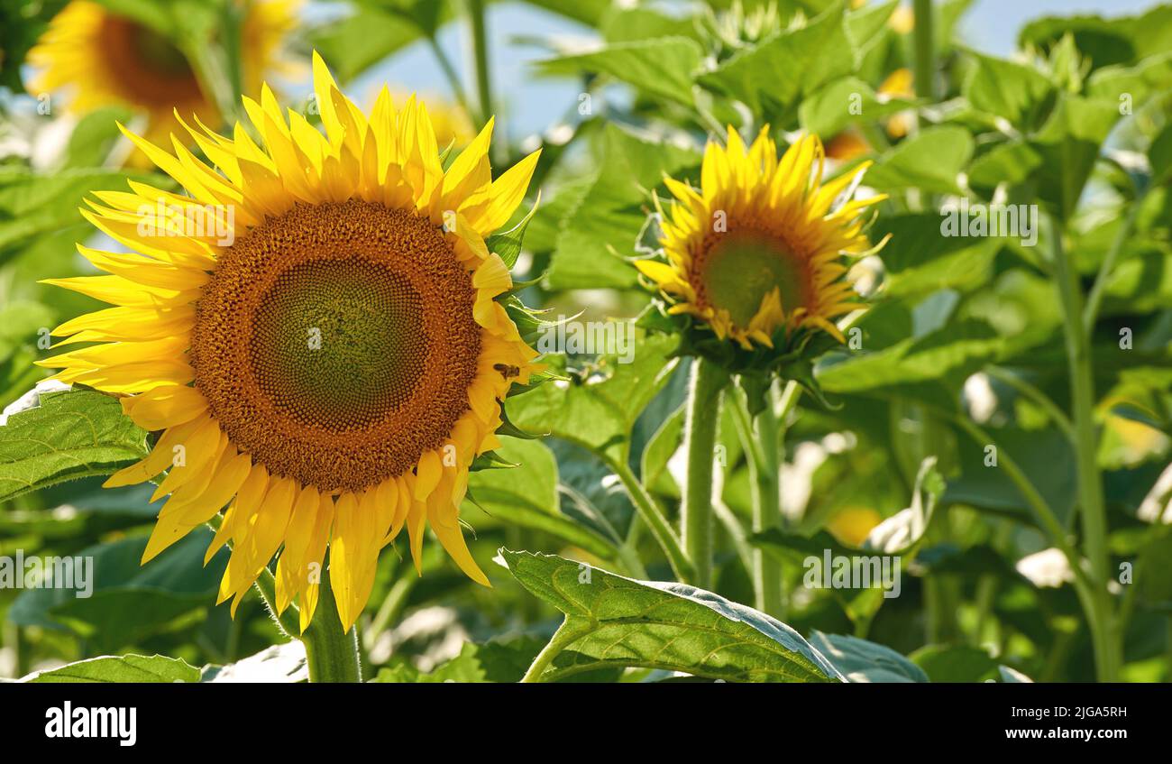Sunflowers growing in a garden against a blurred nature background in