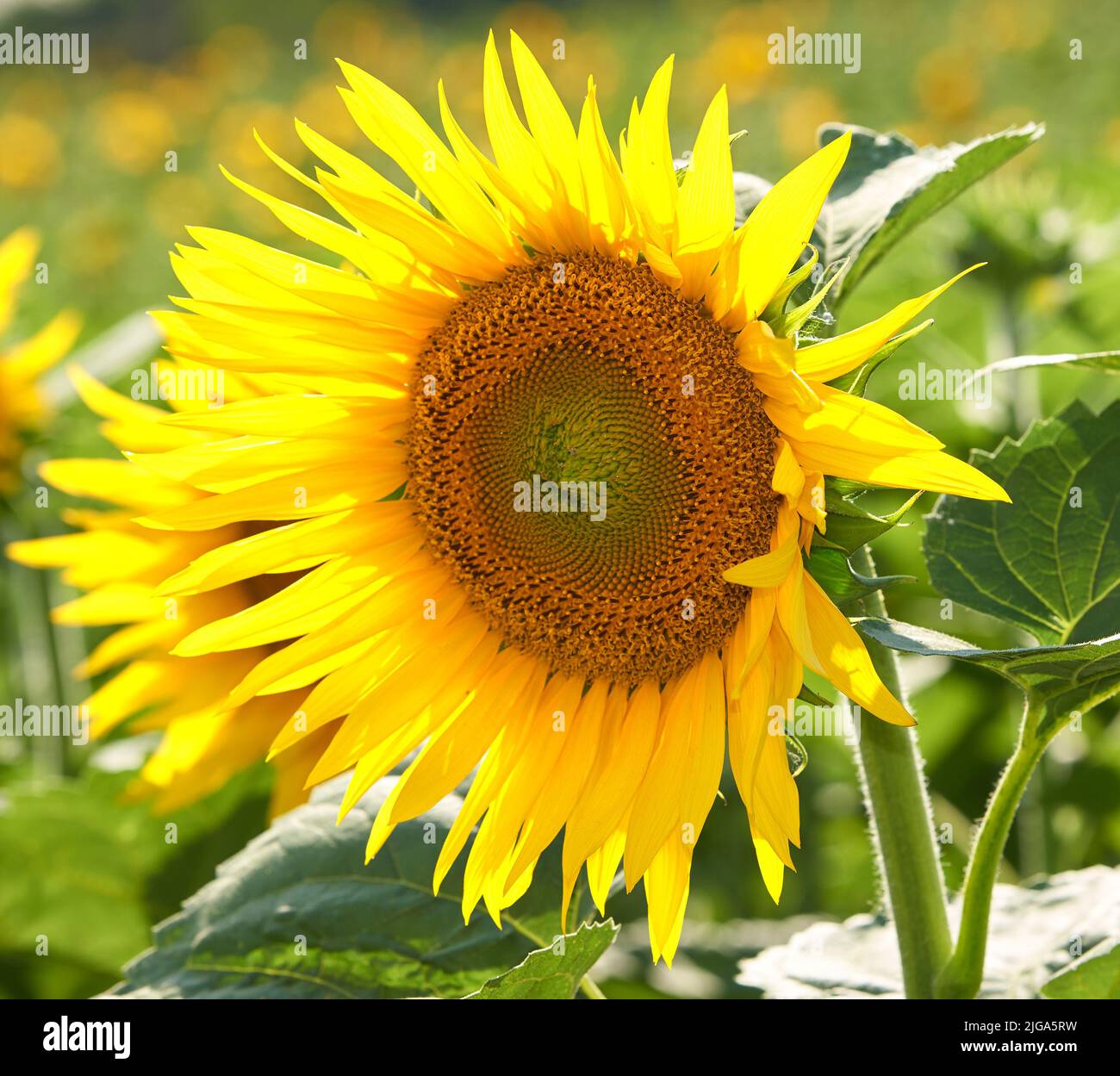 One sunflower growing in a field against a blurred nature background in summer. A single yellow flowering plant blooming on a green field in spring Stock Photo