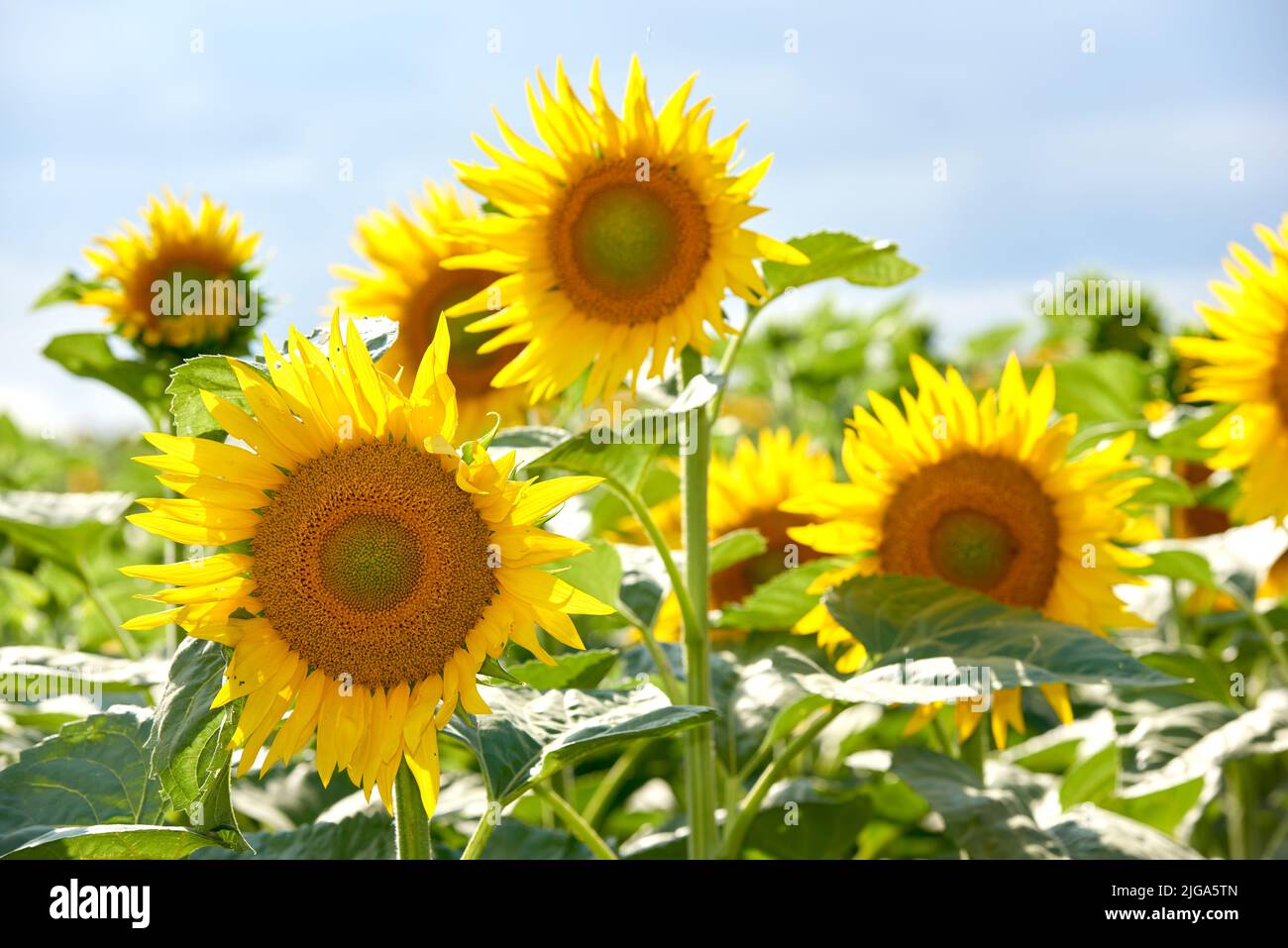 Sunflowers growing in a garden against a blurred nature background in summer. Yellow flowering plants beginning to bloom on a green field in spring Stock Photo