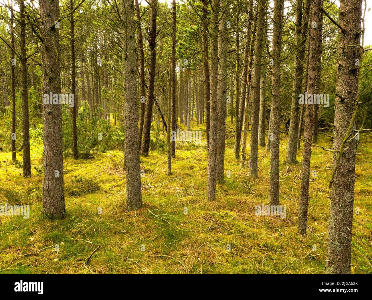 Beautiful lush green forest with rows of tall pine trees growing in ...