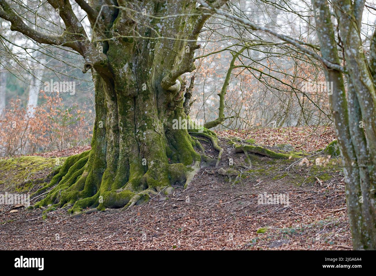 Beautiful large unique tree trunk with moss outdoors in the forest or ...