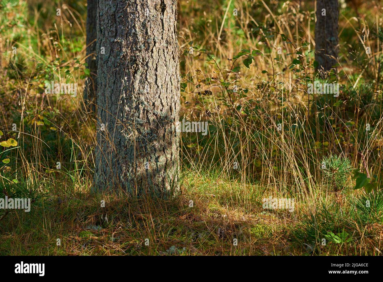 Closeup of a tree stump growing in lush green forest, pine trees ...