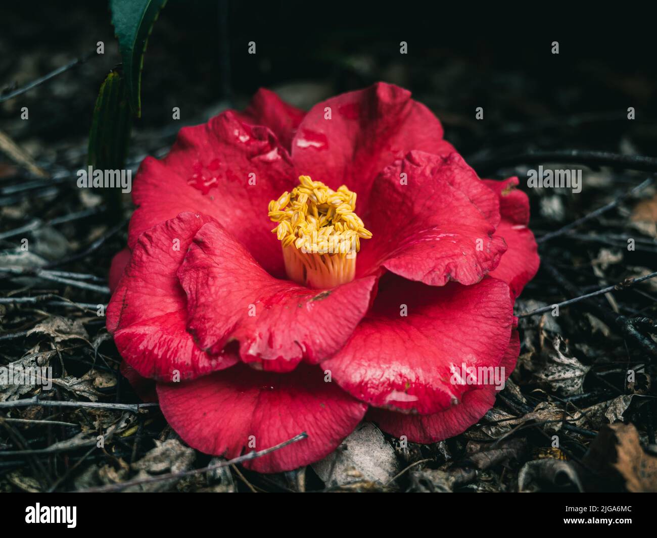 Camellia is a genus of flowering plants in the family Theaceae Stock Photo