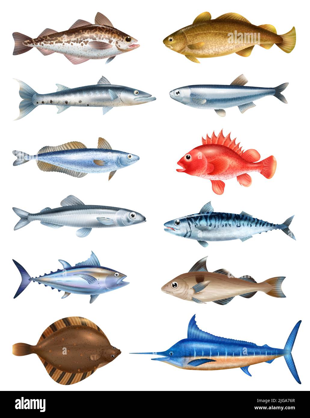Sea fish realistic set with different types symbols isolated vector illustration Stock Vector