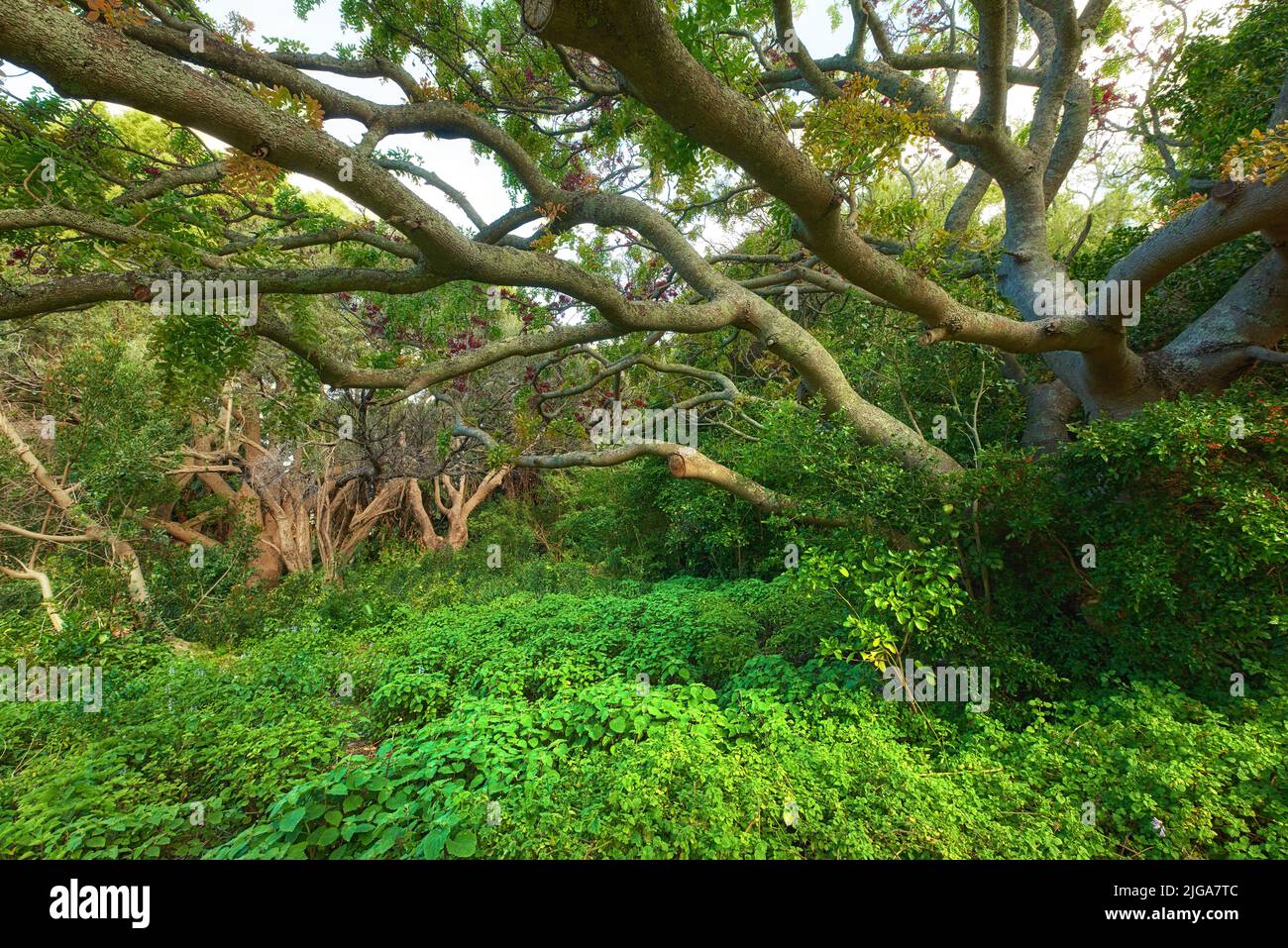 Landscape view of lush green rainforest with canopy trees growing wild in Oahu, Hawaii, USA. Scenic ecosystem of dense plants, bushes and shrubs in Stock Photo