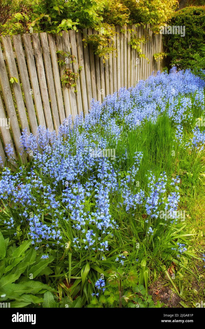 Landscape view of common bluebell flowers growing and flowering on green shrubs in private backyard or secluded home garden. Textured detail of Stock Photo