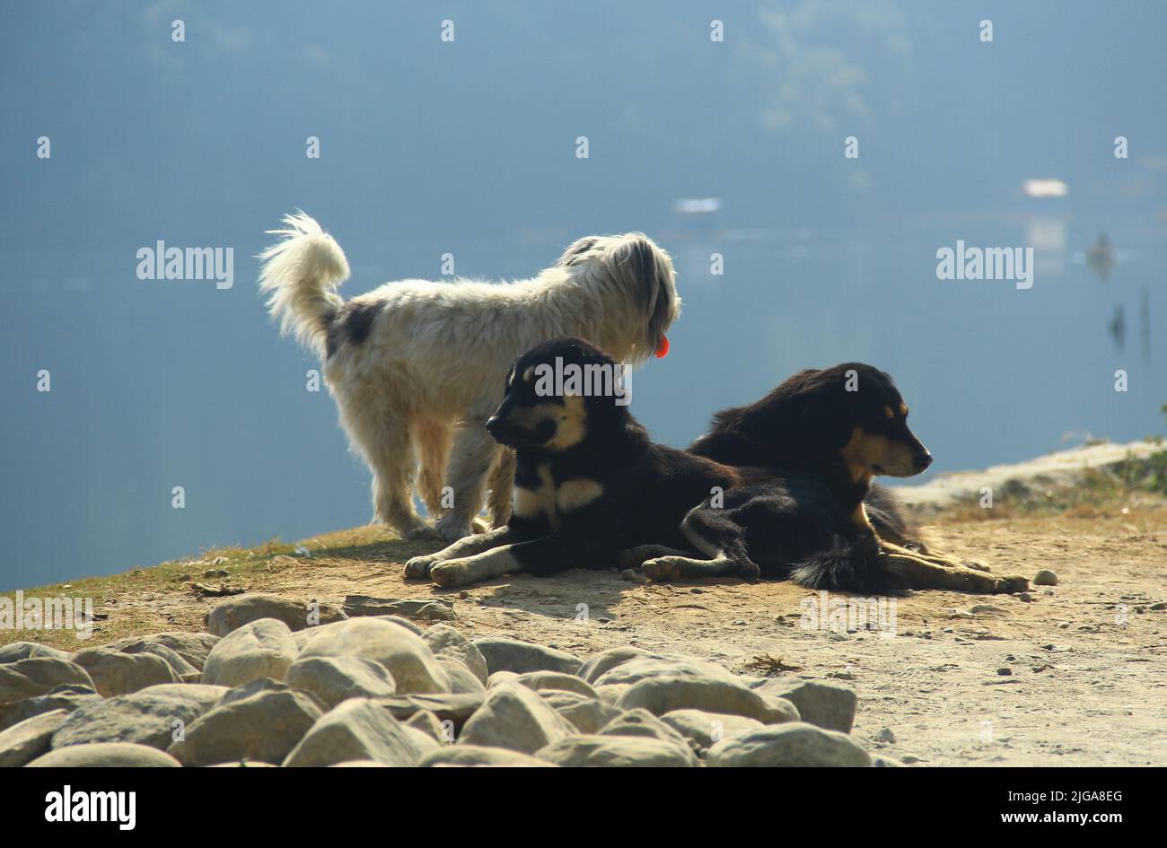 Three dogs at Begnas Lake in Pokhara Nepal. Stock Photo